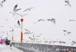 昆明爆料下雪视频最新版,网友视频记录冬日美景